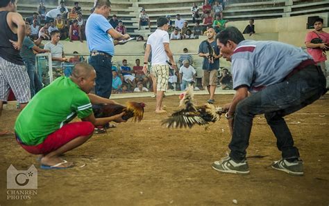 asian cockfighting legit|Crazy Asian Cockfighting in Manila: A game where you bet your life.